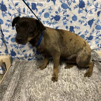 A611978 -  Chihuahua and Mixed Breed Dog for Adoption in Modesto, California - A611978 | PetCurious