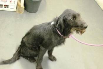 Eclipse -  German Wirehaired Pointer and Mixed Breed Dog for Adoption in Picayune, Mississippi - Eclipse | PetCurious