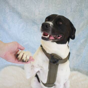 Rescue Labrador Retriever and Cattle Dog Dogs for Adoption in Lynchburg, Virginia - Otis | PetCurious