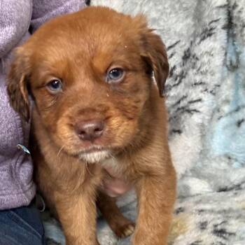 Mixed Breed Dogs Available for Adoption - Bergamot | PetCurious
