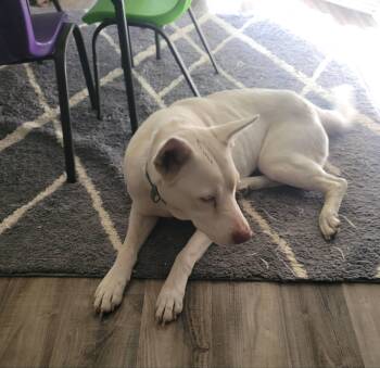 Rescue White German Shepherd Dogs for Adoption in Blacksburg, Virginia - Havana | PetCurious