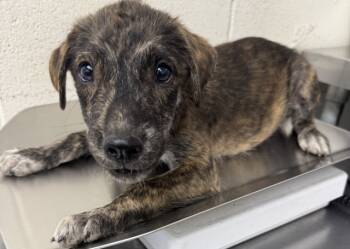 Rescue Pit Bull Terrier and Mixed Breed Dogs for Adoption in San Bernardino, California - LEO | PetCurious