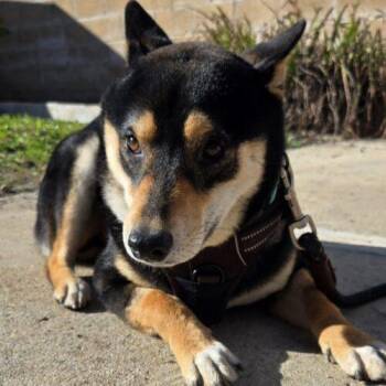 Shiba Inu Dogs Available for Adoption - YOGI | PetCurious