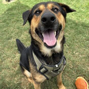 Bear -  German Shepherd Dog and Hound Dog for Adoption in Beaumont, Texas - Bear | PetCurious