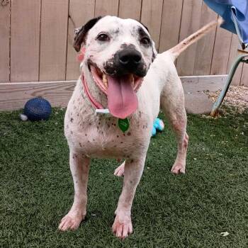 Lisa -  Terrier and Dalmatian Dog for Adoption in Abbotsford, British Columbia - Lisa | PetCurious