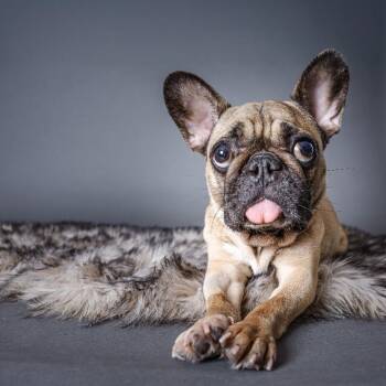 Fiona Apples -  French Bulldog Dog for Adoption in Friendswood, Texas - Fiona Apples | PetCurious