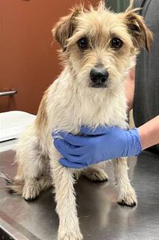 Parson Russell Terrier Dogs Available for Adoption - A777624 | PetCurious