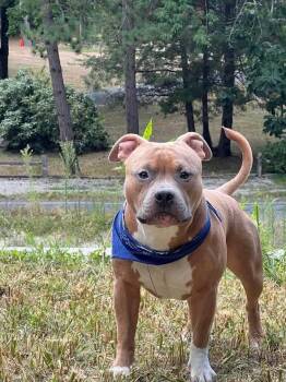 Corey Taylor -  Mixed Breed Dog for Adoption in Douglas, Massachusetts - Corey Taylor | PetCurious
