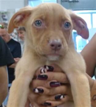 A475819 -  Pit Bull Terrier and Labrador Retriever Dog for Adoption in Oklahoma City, Oklahoma - A475819 | PetCurious