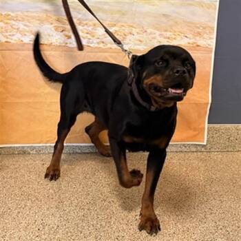 BELLA -  Rottweiler Dog for Adoption in Doral, Florida - BELLA | PetCurious
