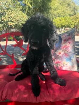 Dallas -  Goldendoodle and Labradoodle Dog for Adoption in Temecula, California - Dallas | PetCurious