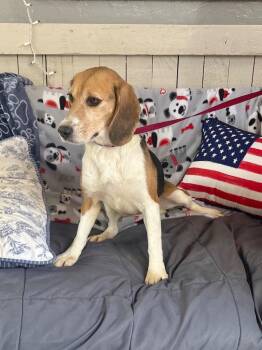 Blue Bonnet -  Beagle Dog for Adoption in Fort Worth, Texas - Blue Bonnet | PetCurious