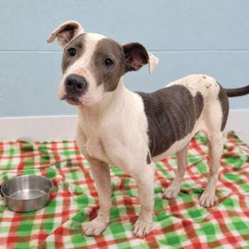 Chica -  Mixed Breed Dog for Adoption in Orangeburg, South Carolina - Chica | PetCurious