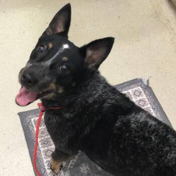 Honky Tonk -  Australian Cattle Dog Blue Heeler and Mixed Breed Dog for Adoption in Marshall, Virginia - Honky Tonk | PetCurious