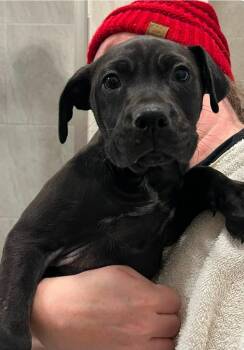 Labrador Retriever Dogs Available for Adoption - Indigo | PetCurious