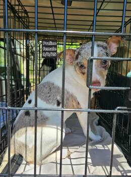 Chihuahua Dogs Available for Adoption in Cranston, Rhode Island - Praline In LA | PetCurious