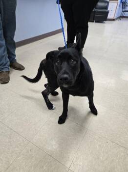 STRAY WAIT -  Labrador Retriever and Mixed Breed Dog for Adoption in Killeen, Texas - STRAY WAIT | PetCurious