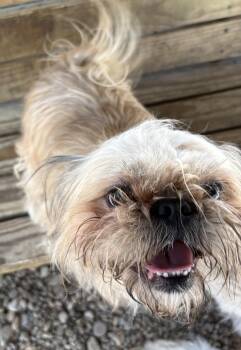 Baguette -  Shih Tzu Dog for Adoption in Plano, Texas - Baguette | PetCurious
