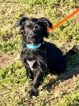 Rescue Shih Tzu and Mixed Breed Dogs for Adoption in Cape Coral, Florida - Standish | PetCurious