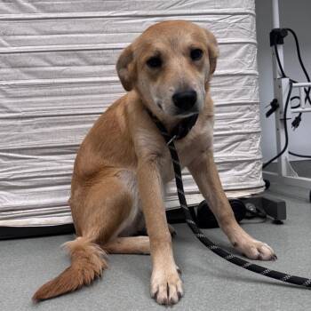 Shepherd and Golden Retriever Dogs Available for Adoption - Tinkerbell | PetCurious
