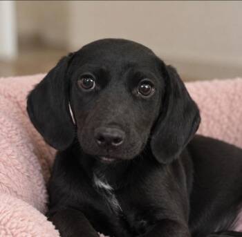 Anna Marie -  Beagle and Labrador Retriever Dog for Adoption in San Antonio, Texas - Anna Marie | PetCurious
