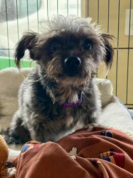 Schnauzer and Miniature Pinscher Dogs Available for Adoption in St. Augustine, Florida - Happy | PetCurious