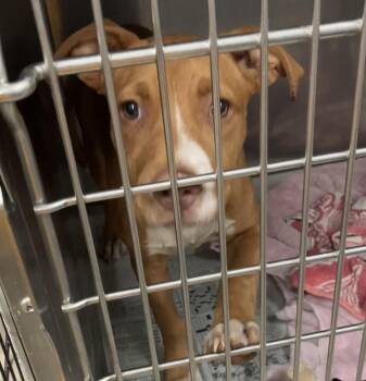 Maureen -  Mixed Breed Dog for Adoption in Parma, Ohio - Maureen | PetCurious