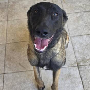 Ace -  Belgian Shepherd Malinois Dog for Adoption in Las Vegas, Nevada - Ace | PetCurious
