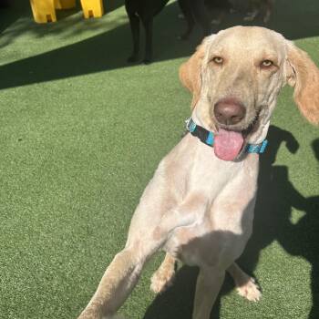 Goldendoodle Dogs Available for Adoption in Baker, Louisiana - Kobe | PetCurious