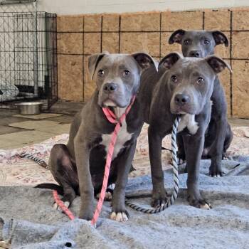 Cairn -  Pit Bull Terrier Dog for Adoption in East St. Louis, Illinois - Cairn | PetCurious