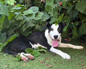 Loraine -  Labrador Retriever Dog for Adoption in Sedalia, Colorado - Loraine | PetCurious