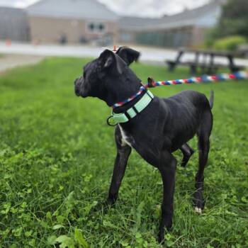 Addy -  Great Dane and Mixed Breed Dog for Adoption - Addy | PetCurious