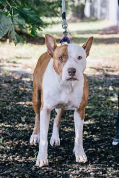 Rescue American Staffordshire Terrier and Mixed Breed Dogs for Adoption in North Charleston, South Carolina - 88242a Dawn Avenue | PetCurious