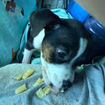 Lexie Grey -  Mixed Breed Dog for Adoption in Quincy, Florida - Lexie Grey | PetCurious