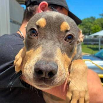 Katniss -  Terrier and Mixed Breed Dog Available for Adoption in Gastonia, North Carolina - Katniss | PetCurious