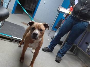 Pit Bull Terrier Dogs Available for Adoption - RAIDER | PetCurious