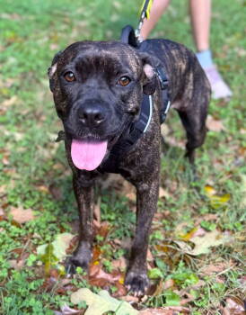 Rescue Boxer and American Staffordshire Terrier Dogs for Adoption in Arlington, Virginia - Penny | PetCurious