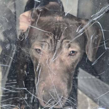 Pit Bull Terrier Dogs Available for Adoption - Sheba Baby | PetCurious