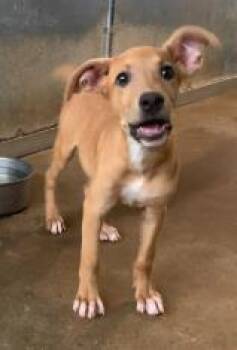 Kangaroo -  Mixed Breed Dog for Adoption in West Chester, Pennsylvania - Kangaroo | PetCurious
