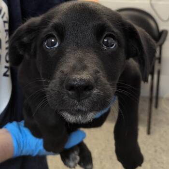 Apple Tart -  Labrador Retriever and Collie Dog for Adoption in Hattiesburg, Mississippi - Apple Tart | PetCurious
