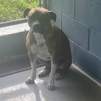 Bitsy -  Pit Bull Terrier and Mixed Breed Dog for Adoption in Richmond Hill, Georgia - Bitsy | PetCurious