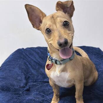 Rhett -  Mixed Breed Dog for Adoption in Medford, Oregon - Rhett | PetCurious
