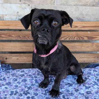 Bella Baby -  Pug and Mixed Breed Dog for Adoption in Chico, California - Bella Baby | PetCurious