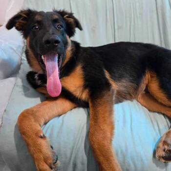 Bear -  German Shepherd Dog Dog for Adoption in Sugar Land, Texas - Bear | PetCurious