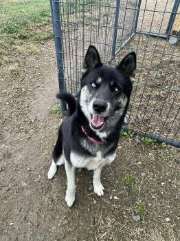 Rescue Husky Dogs for Adoption in Calhoun, Kentucky - Skylar | PetCurious