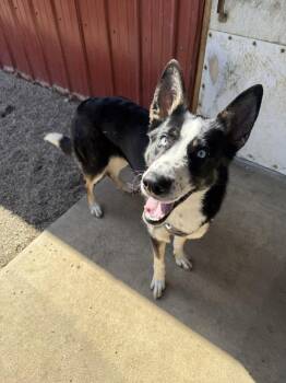 Husky and German Shepherd Dog Dogs Available for Adoption in Rochester, Indiana - TINA | PetCurious
