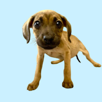 Rescue Shepherd and Collie Dogs for Adoption in Tuscaloosa, Alabama - TUSC-Stray-82713_2_3_4_5_6 | PetCurious