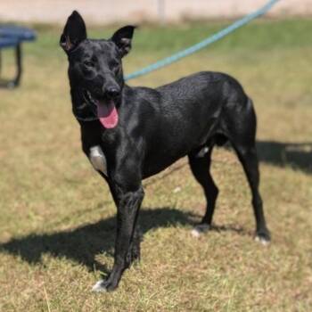 Apollo -  Australian Kelpie and Terrier Dog for Adoption in Bloomfield, Connecticut - Apollo | PetCurious