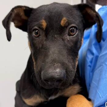 Skylar -  Mixed Breed Dog for Adoption in Wilsall, Montana - Skylar | PetCurious