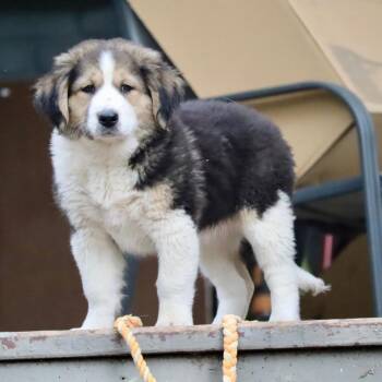 Cattle Dog Dogs Available for Adoption in Waco, Texas - Macy | PetCurious